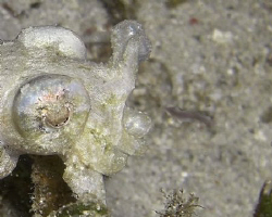 Look closely for the flatworm bout to be eaten... Casio e... by Andrew Macleod 